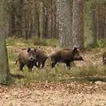 Alpstuga De Winterkoning Nunspeet