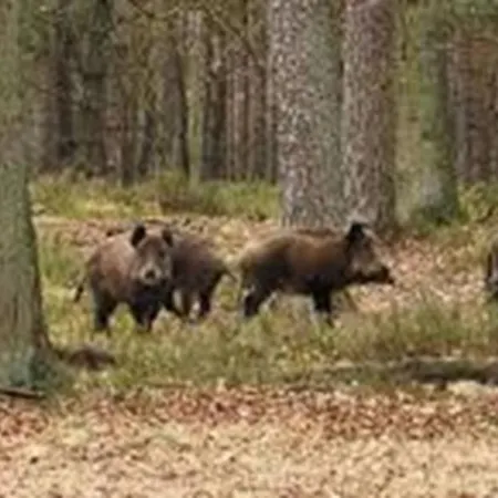 Chalet De Winterkoning Nunspeet