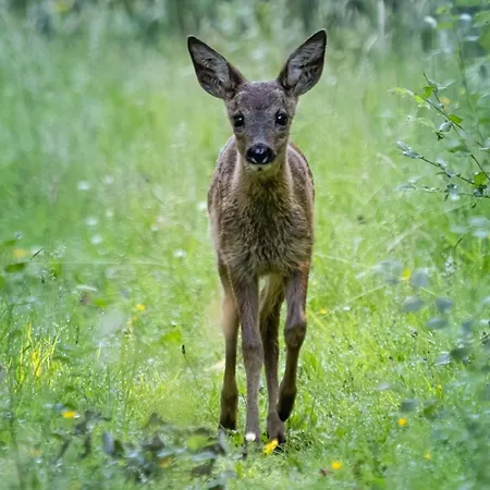 De Winterkoning شاليه *