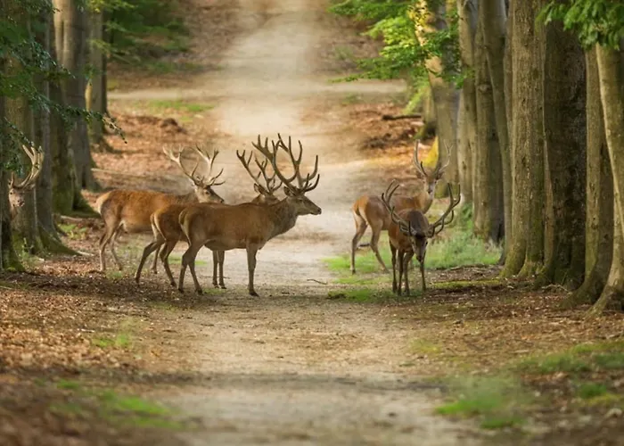De Winterkoning Domek alpejski Nunspeet