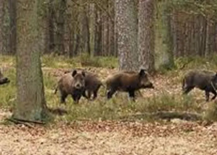 Domek alpejski De Winterkoning Nunspeet