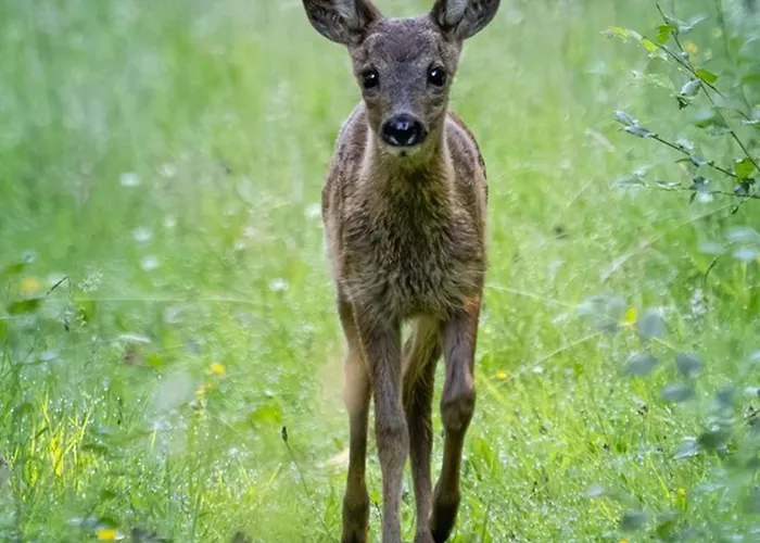 De Winterkoning Domek alpejski *
