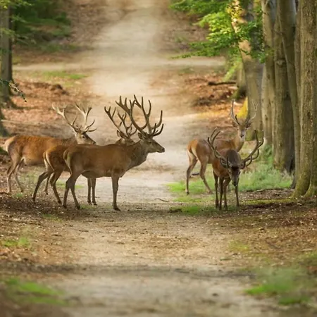 De Winterkoning Domek alpejski Nunspeet